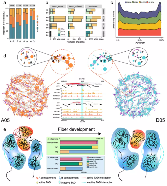 Dynamic 3D Genome Architecture Of Cotton Fiber Reveals Subgenome ...